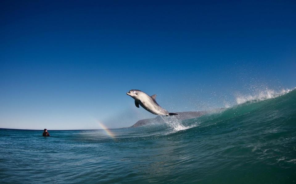 Dupin skače preko duge čovjeku u zagrljaj