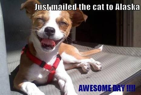 Psića je tako lako razveseliti :)