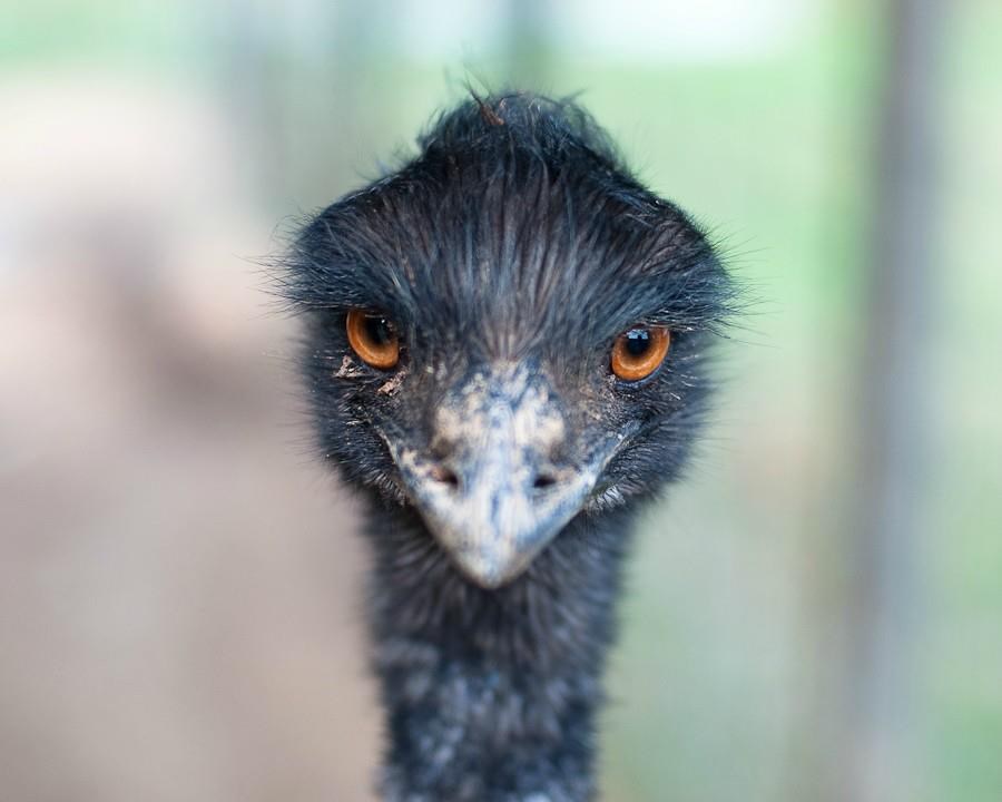 Emu pozer fotka se za putovnicu