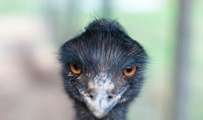 Emu pozer fotka se za putovnicu
