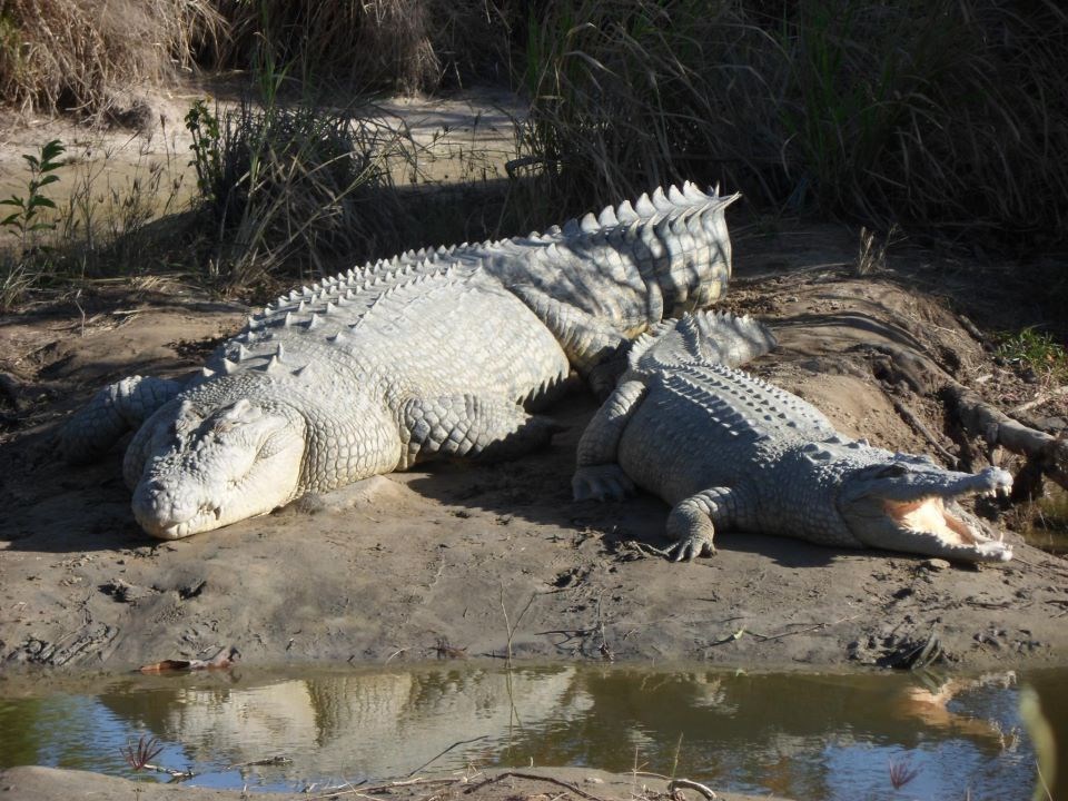 Tata i sin spremni za lov: Što ili tko je za večeru?