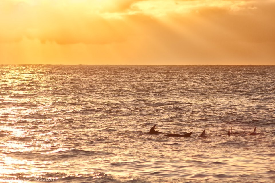 Jato dupina plovi u suton