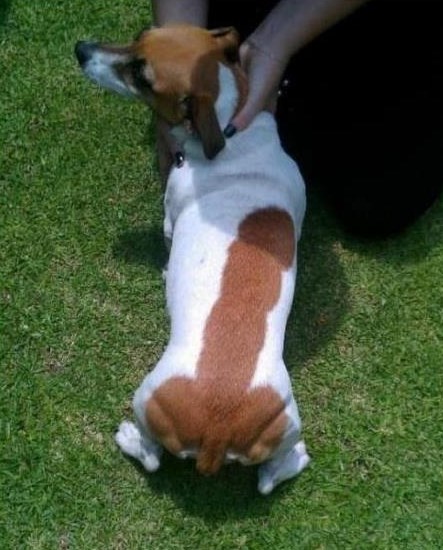 Mali pas s velikom mrljom