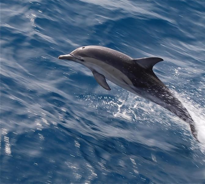 Dupin te zove na zajedničko plivanje