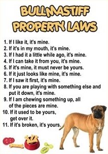 Pravila kojih se pridržava cijeli pasji svijet, nauči ih!