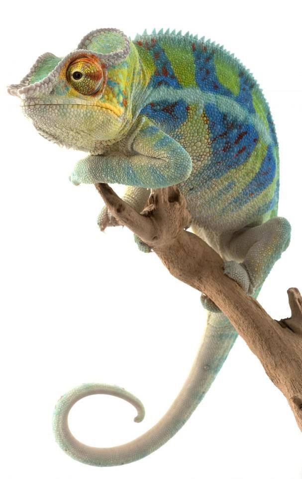 Kameleon neraspoložen za fotkanje