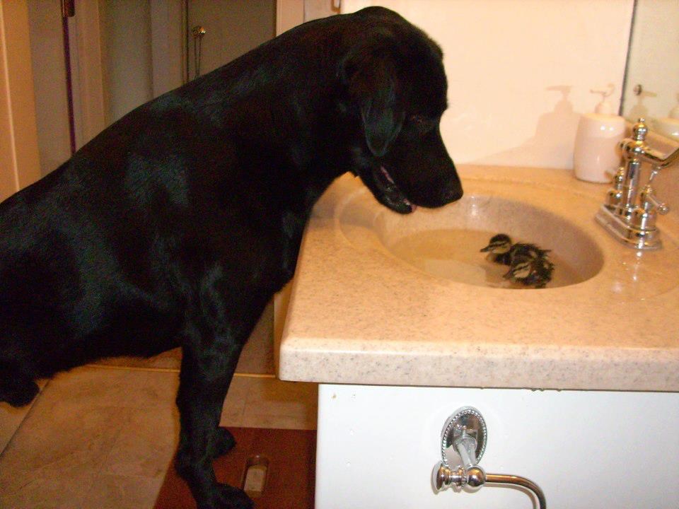 Pas brižno pazi da se patkice ne utope u lavabou