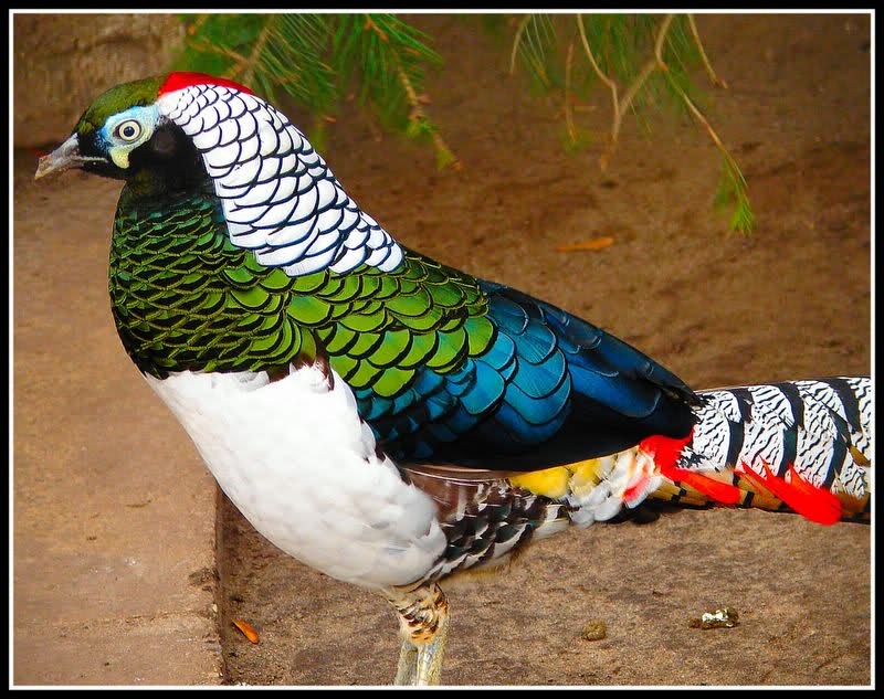 Kokoš spremna za karneval