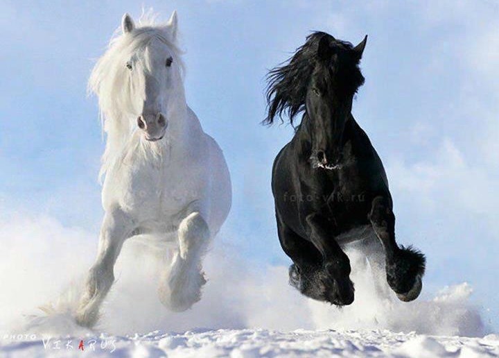 Konji - najljepša stvorenja na svijetu uživaju u galopu