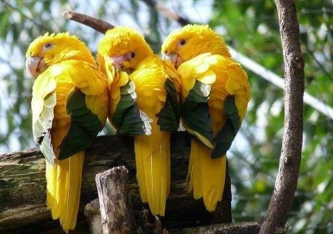 Trios papagajos spremnos za koncertos