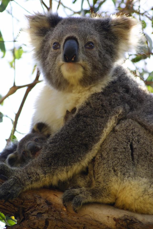 Daj mama, daviš me više...