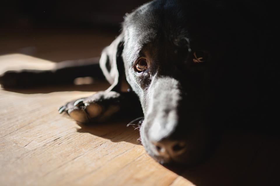 I tako ja čekam minutu, pet, pola sata... a gazde nigdje...