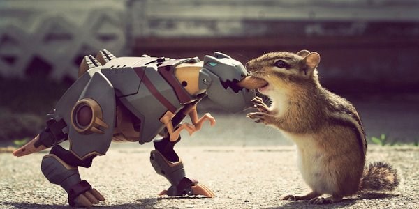 Borba do posljednje sjemenke: Kladim se na vjevericu!