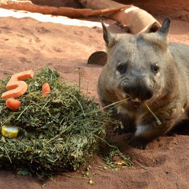 "A kaj te muči njofra?"