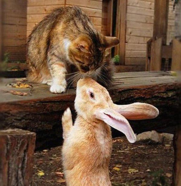 Romantični zeko došao dati pusicu svojoj dragoj mici