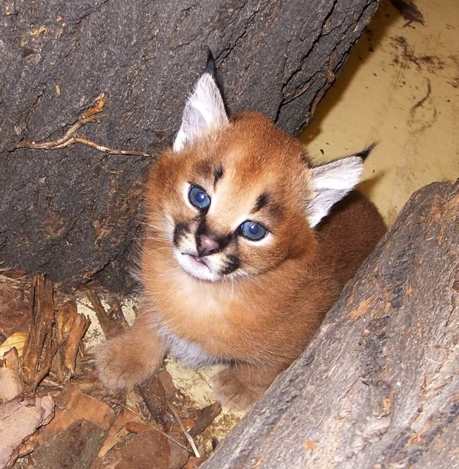 Slatki mali plavooki pustinjski mačak