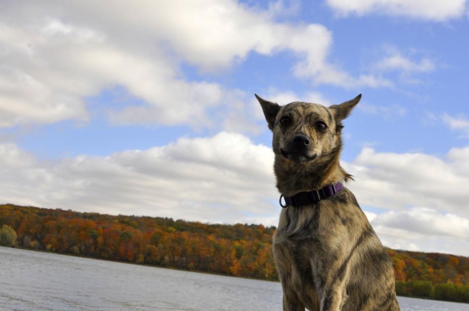 Kunem se gazda, nisam bio na tetoviranju!