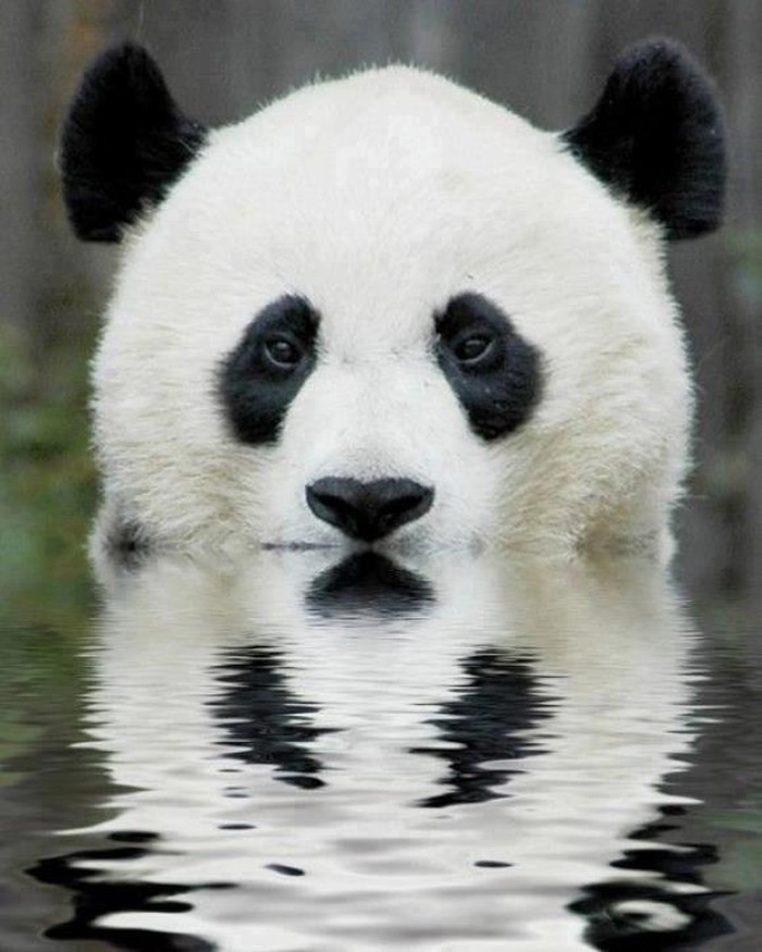 Panda i njena "izgubljena sestrica blizanka"