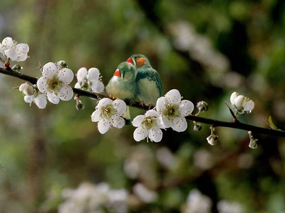 Ptičice uživaju u romantičnom jutru