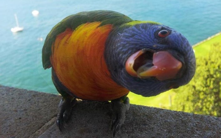 Papiga pozerica proučava fotić "iz drugog kuta"