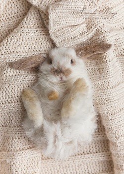 Preslatki zeko izvalio se i spreman je za spavanac