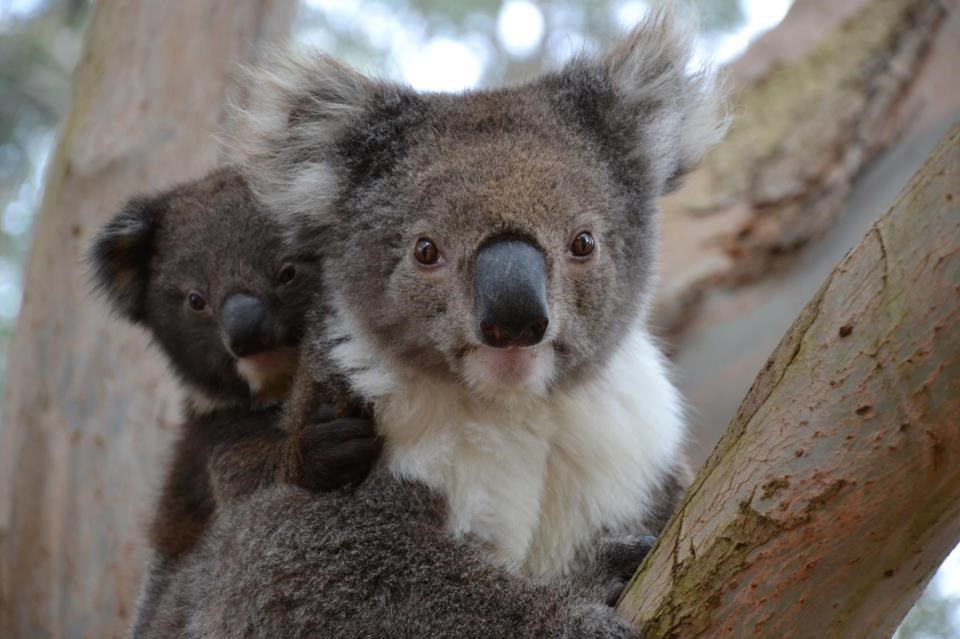 Sramežljiva koalica sakrila se mami iza leđa