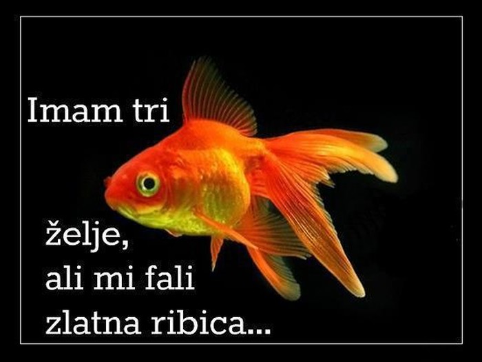 Želje su tu, ribice - uhvati se sama