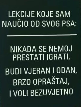 Životne lekcije iz psećeg svijeta