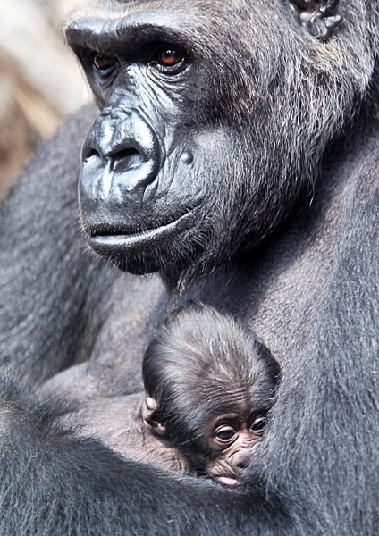 Najljepše je u maminom zagrljaju