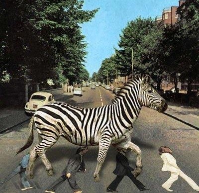 Zebri dopizdilo gaženje