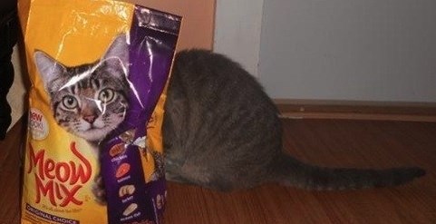 Nisam vidio micu macu, a klopa je nestala sama od sebe