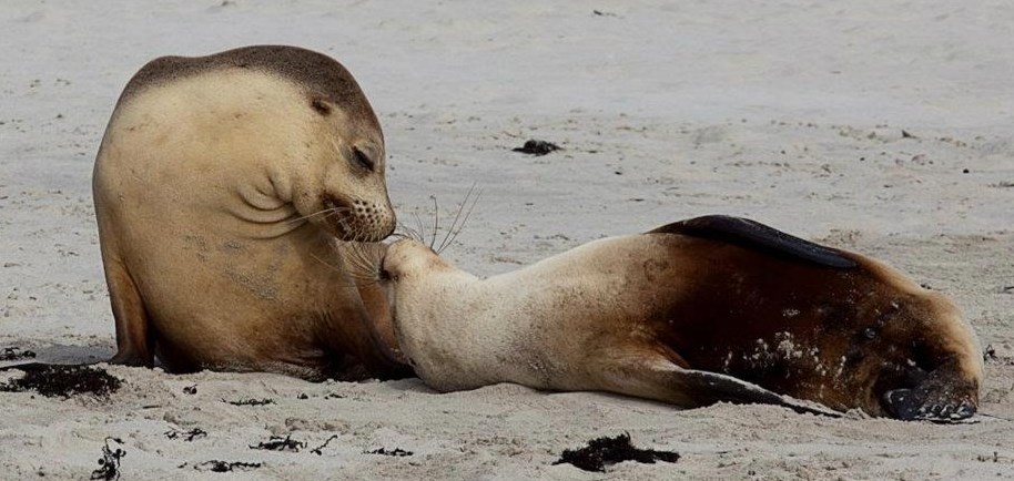 Šarmer žica pusu od svoje drage na sve moguće načine