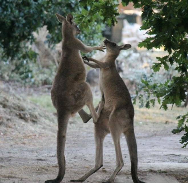 Kaj?! Ti ćeš meni govorit da sam glup?! Ma kad te nabijem!!!