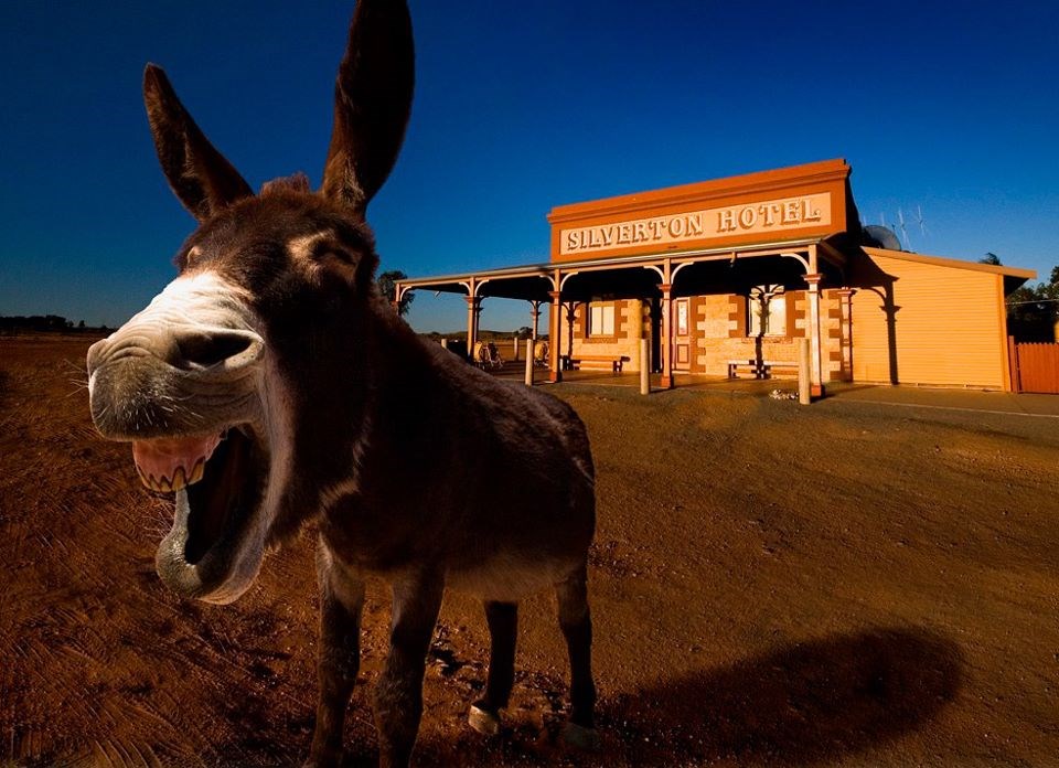 Magarac "umro od smijeha" kad te jutros sreo mamurnog