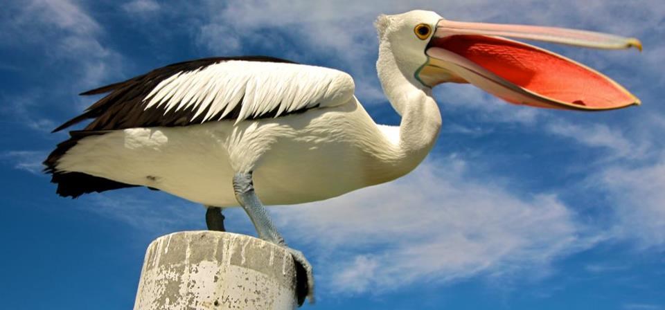 Bliski susret s fotogeničnim pelikanom