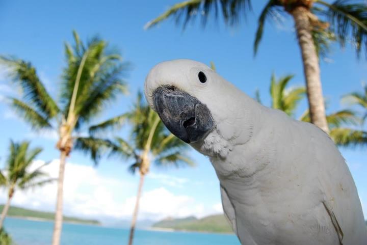 "Nešto si mi blijed danas... mislim da ti treba godišnji!"