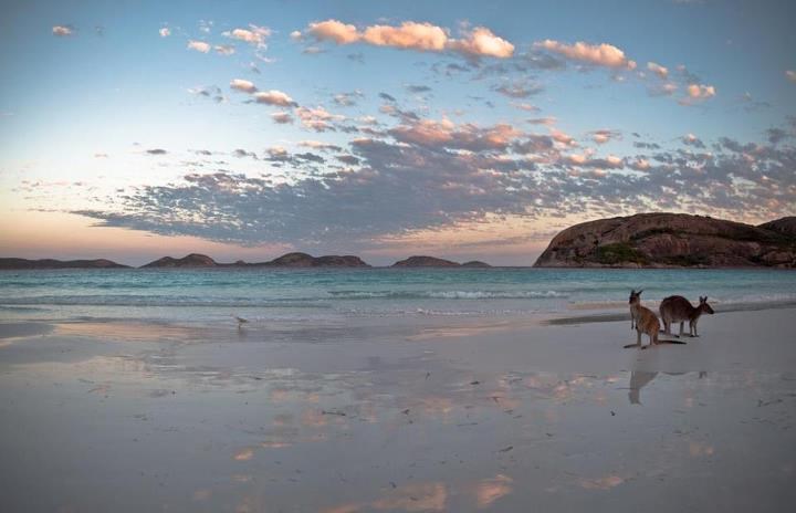 Romantični suton uz klokane na plaži