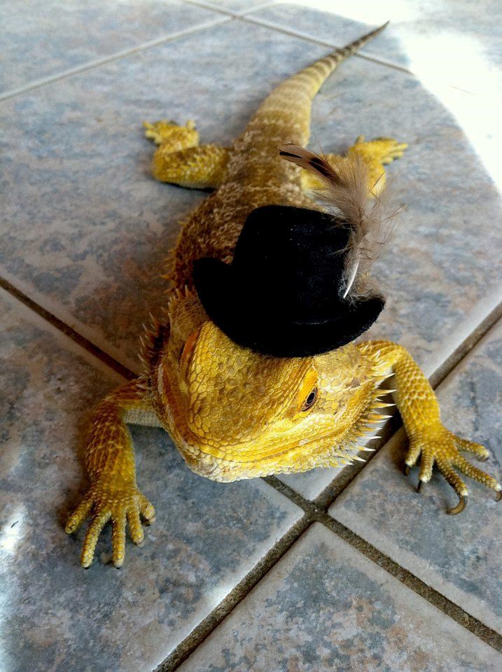 Gospon gušter spreman za odlazak na špicu