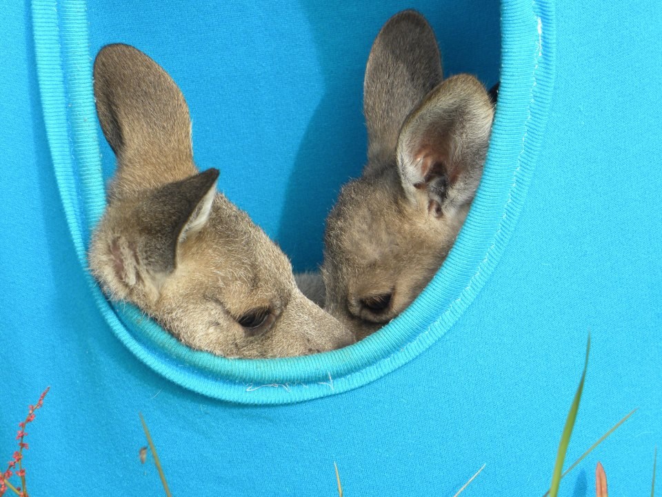 Slatki mali klokanići zagrljeni spavali u umjetnom tobolcu