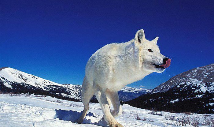 Bijeli vuk uživa u snježnoj idili
