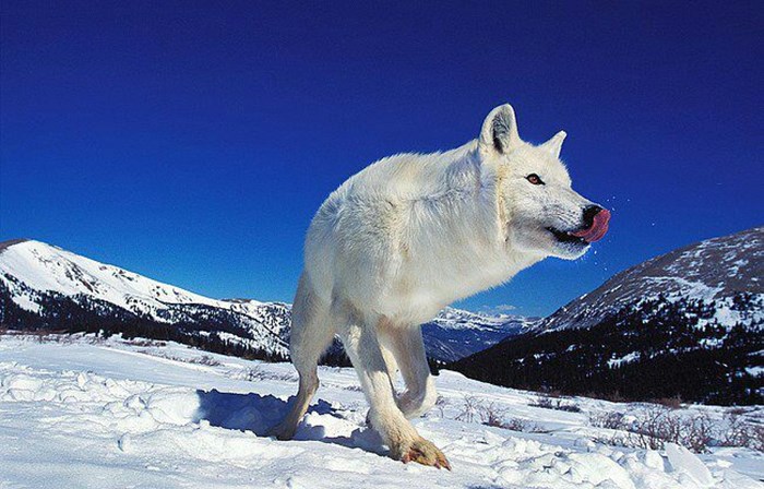 Bijeli vuk uživa u snježnoj idili