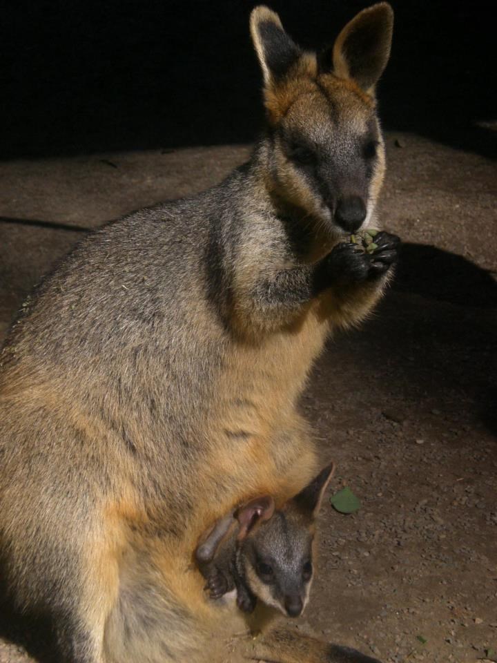 A tko to viri iz tobolca? :)