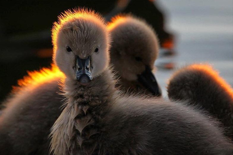 Pospane patkice zajedno će na spavanac