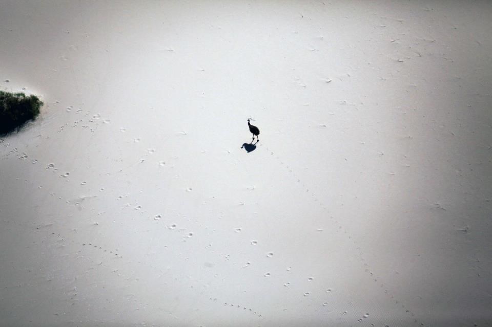 Usamljeni emu u nepreglednom pijesku