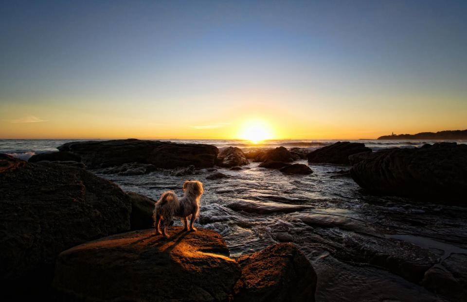 Psić uživa u prekrasnom zalasku sunca