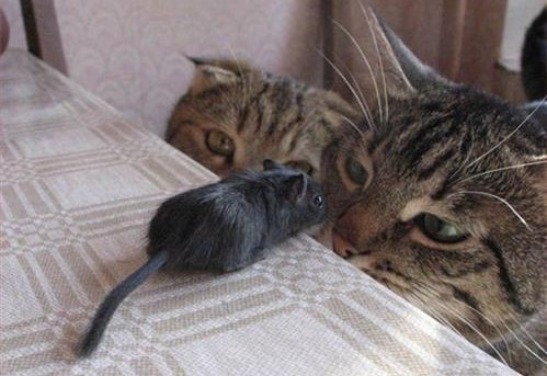 Igra mačaka i miša: Ne pojedeš me ni danas, jel tak?