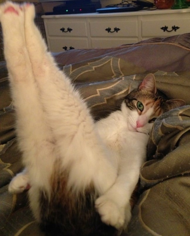 Sexy zavodnica mami macane u krevet