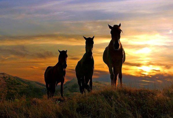 Konji u suton poziraju za obiteljski portret