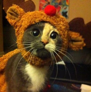 Micu kamuflirali u Rudolfa, nije sretna