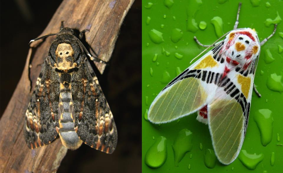 Leptiri se maskirali - desni glumi klauna